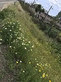 Ballona Greenway near Mar Vista Gardens