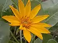 Bright orange-yellow petals are a distinguishing characteristic of Balsamorhiza sagittata