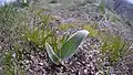 Balsamorhiza sagittata seedling