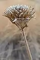 Balsamorhiza sagittata mature seed head