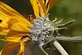 Balsamorhiza sagittata involucre.