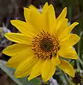 Balsamorhiza sagittata flower head