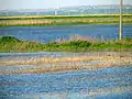 An agricultural field being flooded