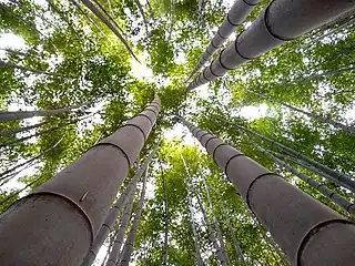 Bamboo forest, Gochangupseong Fortress, South Korea