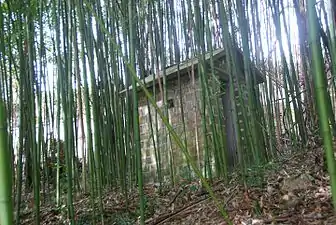 Bamboo (Bambuseae)