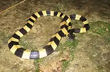 Banded krait in Cat Tien National Park