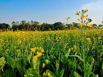 Mustard field