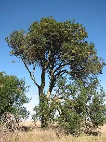 Tree in grassland