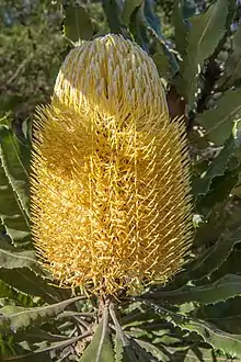 A yellow flower spike within the foliage.