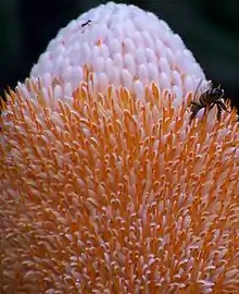  Closeup of inflorescence, showing a bee is feeding at the junction of white unopened buds and orange opened flowers