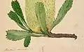 Banksia serrata [Detail] C. 1803-1808?