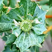 The patches have retreated to the margins of the bud and many light green, mostly squarish structures become visible from beneath them.