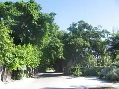 Banyan Street (The new tree front-right is due to damage from Hurricane Charley)