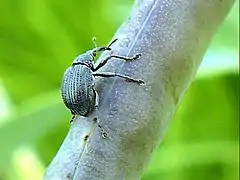 Female ovipositing