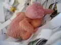 A two-day-old newly hatched Barbary dove