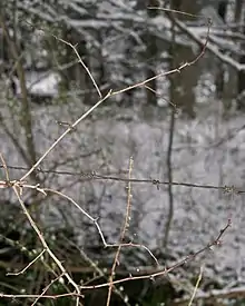 barbed wire with thorns