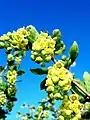 Barberry blossom in Eastern Siberia