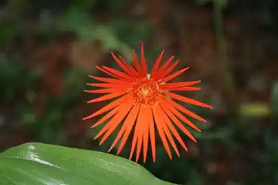 Gerbera jamesonii(Mutisieae)