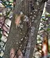 Bark of T. orientalis at Kolkata, West Bengal, India