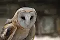 Barn Owl at Busch Gardens