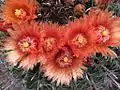 Barrel cactus flowers at BTA.