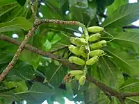 Developing fruit