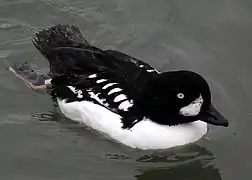 The Barrow's goldeneye