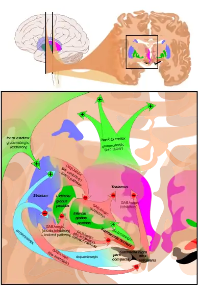 Basal ganglia circuits