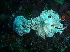 Pair of basket stars at Star Wall