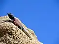 Large male common chuckwalla in Joshua Tree National Park