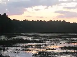 View of densely-vegetated Atlantic White Cedar bog at Bass River State Forest