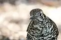 Bassian thrush at Australian National Botanic Gardens, Canberra