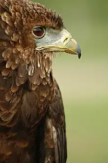 Juvenile bateleur