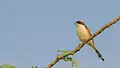 Bay-backed shrike (Lanius vittatus)