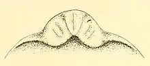 Flatworm head with visible folds.