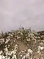 Beach plum blooms at Cape Cod National Seashore, Massachusetts