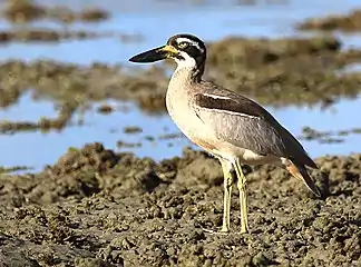 At Cape Tribulation, north Queensland, Australia