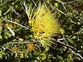 Yellow form growing in Kalbarri National Park