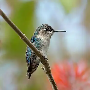 Juvenile male