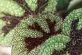 leaves closeup with red trichomes