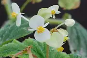 Close-up of flowers