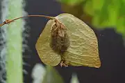 Ripe seed capsule