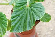 Leaf of a potted specimen