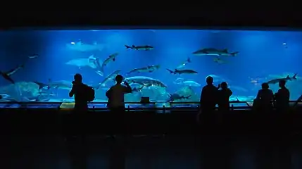 Aquarium interior