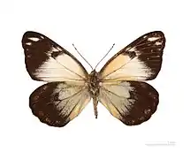 Male - dorsal side