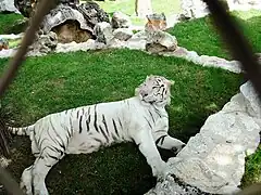 White tiger