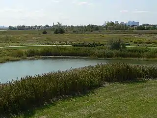 Marsh with Boston skyline in the distance