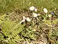 Southern daisy (Bellis sylvestris)