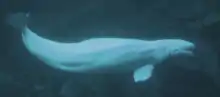 Beluga whale at the Atlanta aquarium