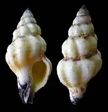 Benimakia marquesana